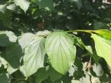 Cornus sanguinea subsp. australis