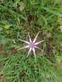 Geropogon hybridus