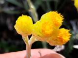 Helichrysum chionophilum