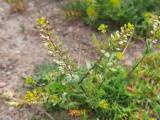 Lepidium perfoliatum