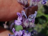 Nepeta racemosa