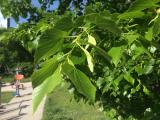Tilia rubra