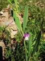 Lathyrus inconspicuus