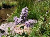 Mentha longifolia