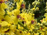 Verbascum pyramidatum