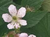 Rubus sanctus