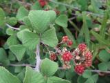 Rubus sanctus