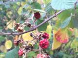 Rubus sanctus