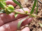 Rumex angustifolius