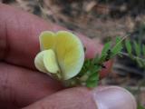 Vicia grandiflora
