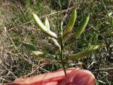 Astragalus viridis