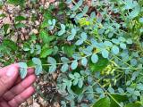 Astragalus aegobromus