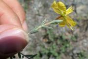 Hypericum origanifolium
