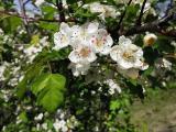 Crataegus microphylla