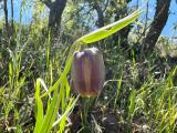 Fritillaria pontica