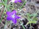 Legousia speculum-veneris