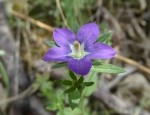 Legousia speculum-veneris