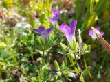 Legousia speculum-veneris