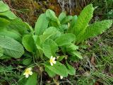 Primula acaulis subsp. acaulis