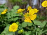 Ranunculus constantinopolitanus