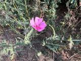 Althaea cannabina