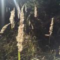 Calamagrostis epigeios