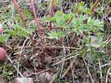 Corydalis wendelboi subsp. congesta