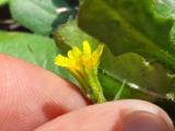Hedypnois rhagadioloides subsp. cretica