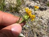 Inula ensifolia