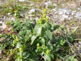 Mercurialis annua