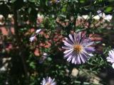 Symphyotrichum laeve