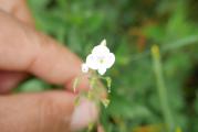 Veronica filiformis
