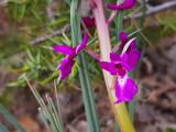 Orchis mascula