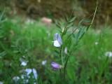 Vicia lathyroides