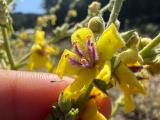 Verbascum bithynicum