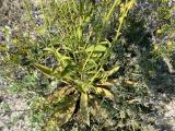 Verbascum cheiranthifolium