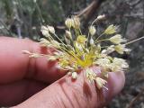 Allium pseudoflavum 