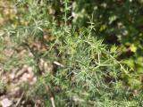Asparagus acutifolius 