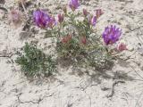 Astragalus kochakii 