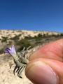 Campanula damboldtiana 