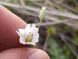 Cerastium perfoliatum 