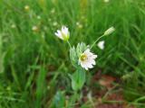 Cerastium perfoliatum 