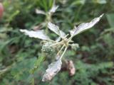 Chrozophora tinctoria 