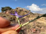 Delphinium venulosum 