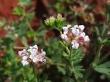 Dorycnium pentaphyllum subsp. anatolicum 