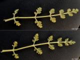 Echinophora tenuifolia subsp. sibthorpiana 