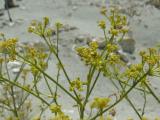 Ferulago galbanifera