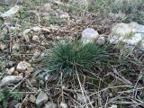 Festuca valesiaca 