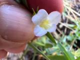 Gratiola officinalis 