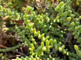 Halocnemum strobilaceum 